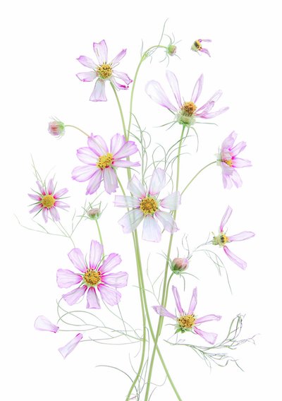 Eterisk rosa rosenskära av Fangping Zhou