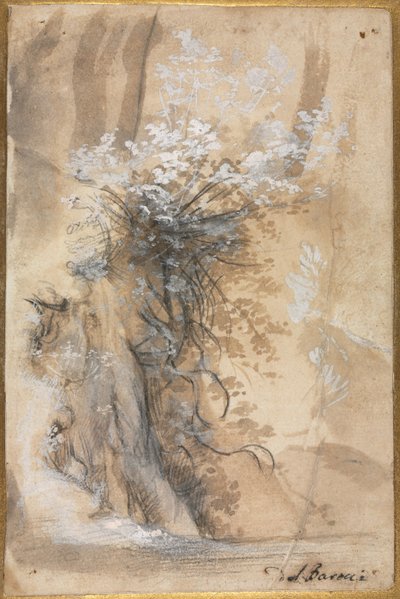 Blommande buske ovanför en eroderad bank, 1565-1570. av Federico Barocci