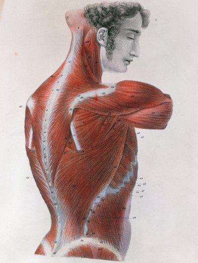 Flätad torso, från 
