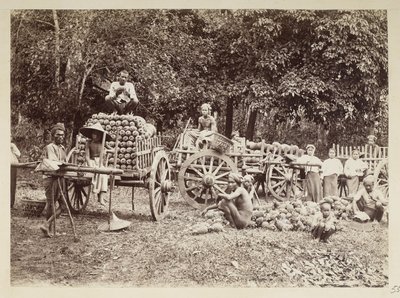 Lastar skördade ananas på vagnar, Burma, Elgin Collection: 
