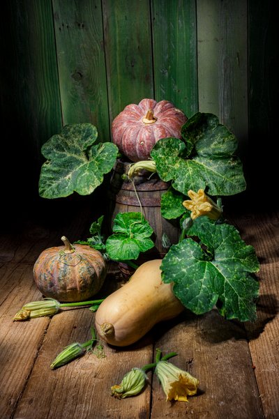 Skörda pumpor och squash av Felice Angelino