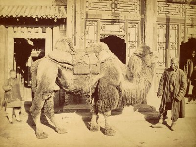 Bactrian Camel with Handler, c.1860 (fotogravyr) av Felice Beato