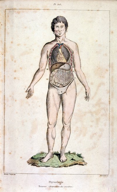 Anatomisk illustration av F. E. Guerin. Från Dictionnaire pittoresque d