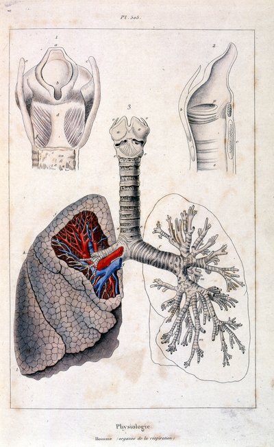 Anatomisk illustration av F. E. Guerin. Från Dictionnaire pittoresque d