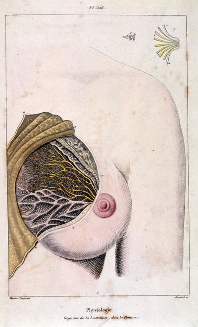 Anatomisk illustration av F. E. Guerin. Från Dictionnaire pittoresque d