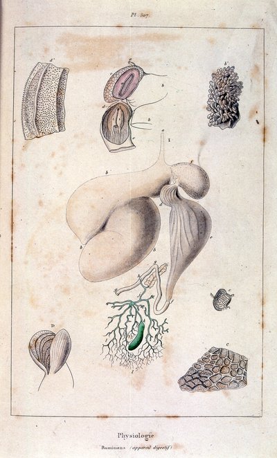 Anatomisk illustration av F. E. Guerin. Från Dictionnaire pittoresque d