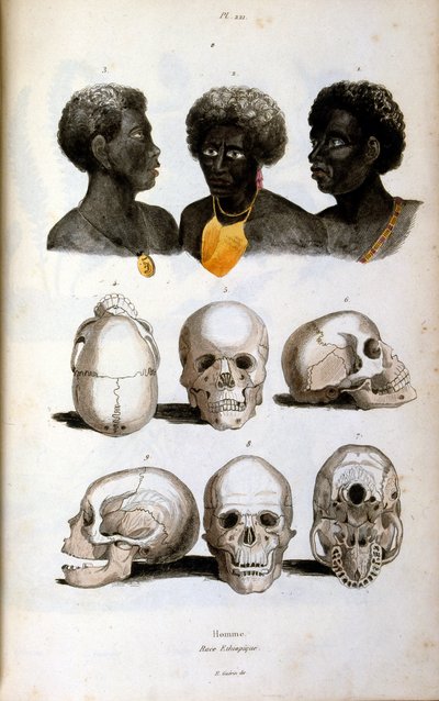 Antropologisk illustration föreställande den etiopiska rasen av Felix-Edouard Guerin
