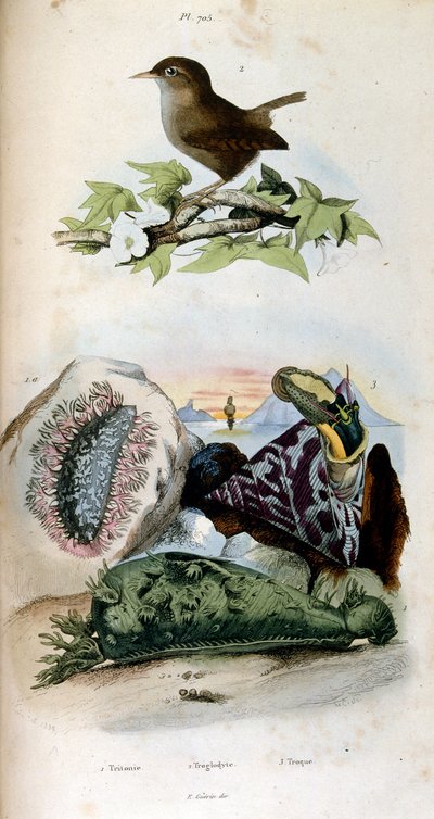 Botanisk och zoologisk illustration av F. E. Guerin. Från Dictionnaire pittoresque d