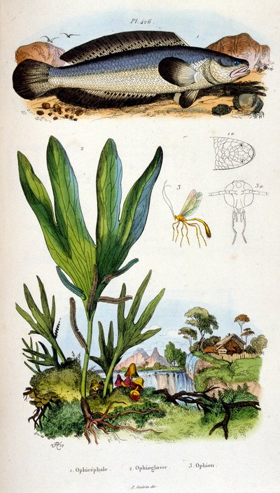 Botanisk och zoologisk illustration av F. E. Guerin. Från Dictionnaire pittoresque d