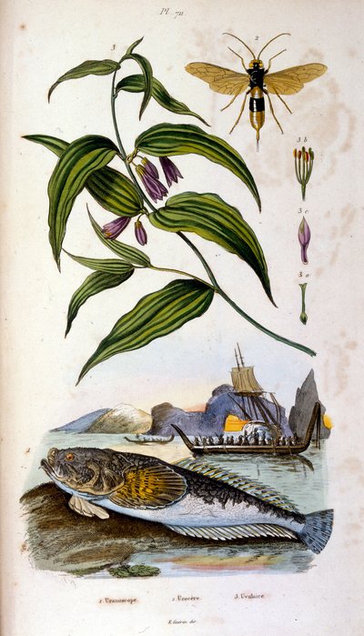 Botanisk och zoologisk illustration av F. E. Guerin. Från Dictionnaire pittoresque d