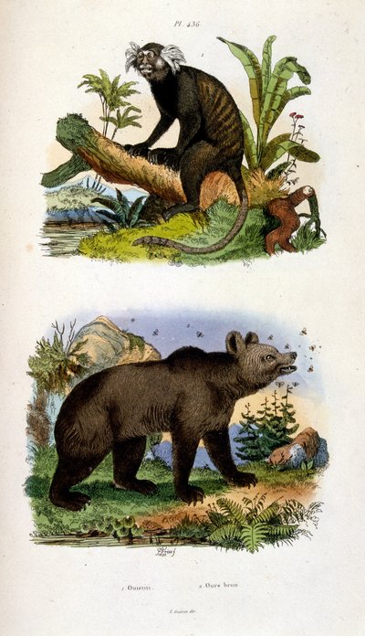 Botanisk och zoologisk illustration av F. E. Guerin. Från Dictionnaire pittoresque d