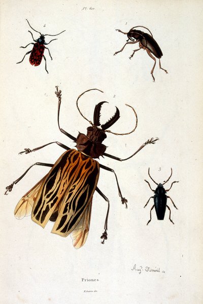 Botanisk och zoologisk illustration av F. E. Guerin. Från Dictionnaire pittoresque d