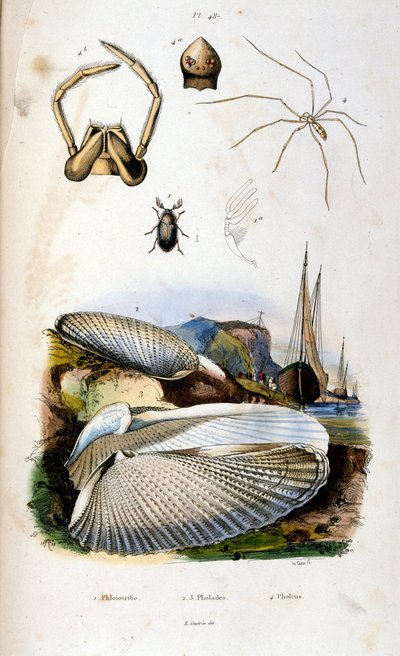 Botanisk och zoologisk illustration av F. E. Guerin. Från Dictionnaire pittoresque d