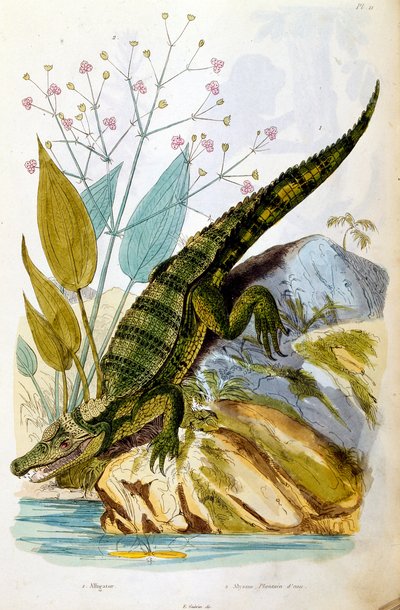 Botanisk och zoologisk illustration av F. E. Guerin. Från Dictionnaire pittoresque d