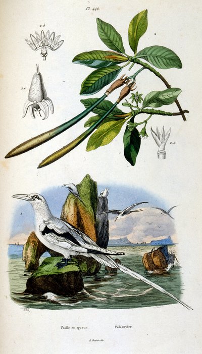 Botanisk och zoologisk illustration av F. E. Guerin. Från Dictionnaire pittoresque d