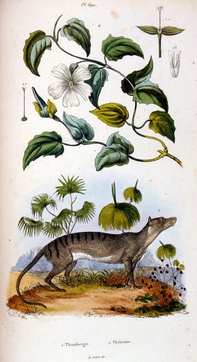 Botanisk och zoologisk illustration av F. E. Guerin. Från Dictionnaire pittoresque d