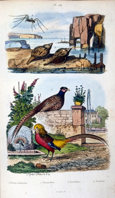 Botanisk och zoologisk illustration av F. E. Guerin. Från Dictionnaire pittoresque d