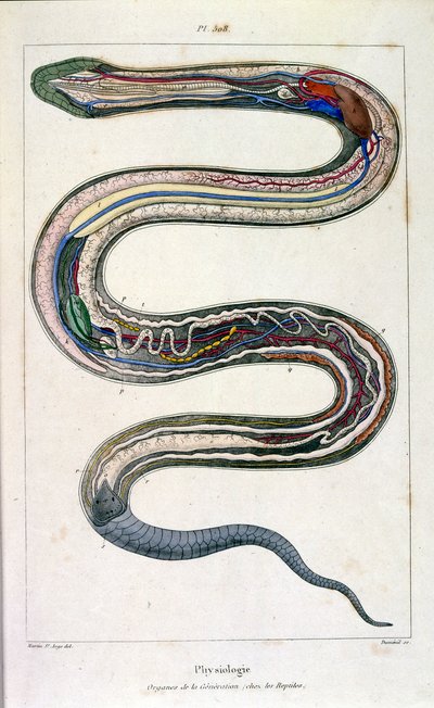 Botanisk och zoologisk illustration av F. E. Guerin. Från Dictionnaire pittoresque d