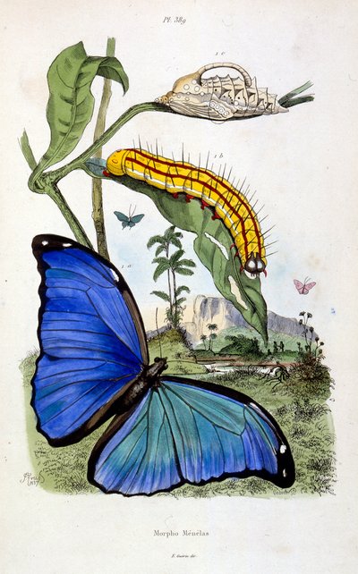 Botanisk och zoologisk illustration av F. E. Guerin. Från Dictionnaire pittoresque d
