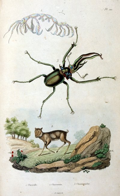 Botanisk och zoologisk illustration av F. E. Guerin. Från Dictionnaire pittoresque d