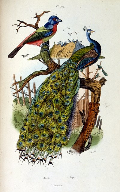 Botanisk och zoologisk illustration av F. E. Guerin. Från Dictionnaire pittoresque d