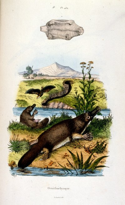 Botanisk och zoologisk illustration av F. E. Guerin. Från Dictionnaire pittoresque d