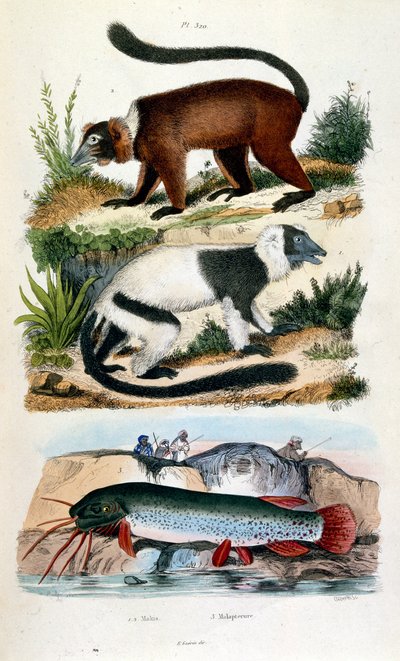 Botanisk och zoologisk illustration av F. E. Guerin. Från Dictionnaire pittoresque d