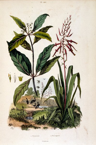 Botanisk illustration av F. E. Guerin. Från Dictionnaire pittoresque d