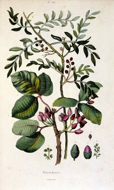 Botanisk illustration av F. E. Guerin. Från Dictionnaire pittoresque d
