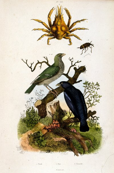 Botanisk illustration av F. E. Guerin. Från Dictionnaire pittoresque d