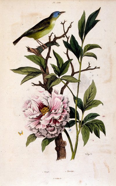Botanisk illustration av F. E. Guerin. Från Dictionnaire pittoresque d
