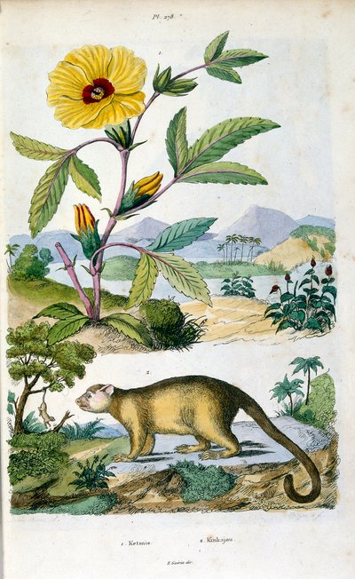 Kinkajou; ett regnskogslevande däggdjur i familjen Procyonidae besläktat med olingos, näsbjörnar, tvättbjörnar samt ringsvans och cacomistle. Botanisk och zoologisk illustration av F. E. Guerin. Från Dictionnaire pittoresque d