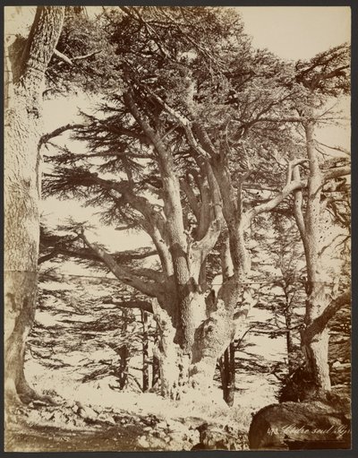 Ensam ceder, Tyrus av Félix Bonfils