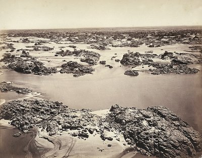 Nilens första grå starr, tagen vid Phyloe, Egypten av Félix Bonfils