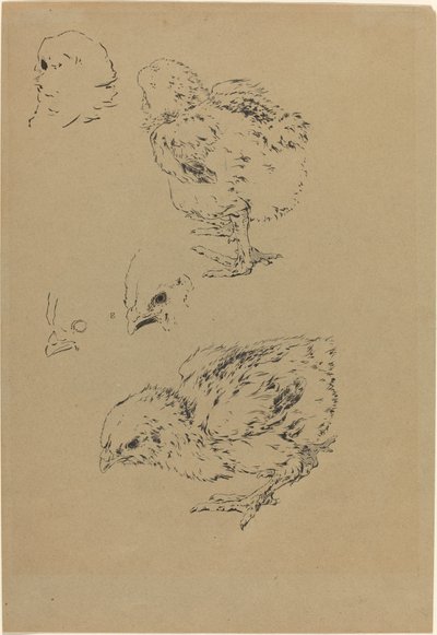 Kycklingar av Felix Bracquemond