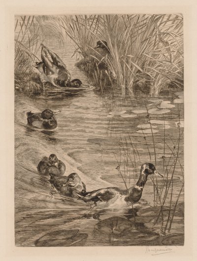 Ankor som leker, c. 1870. av Felix Bracquemond