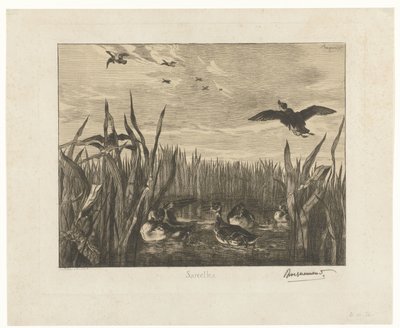 Landskap med krickor i vattnet mellan vass Sarcelles (titel på objekt) av Felix Bracquemond