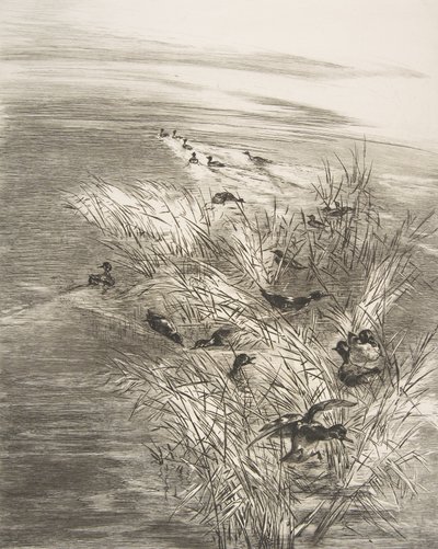 Vass och krickor, 1882. av Felix Bracquemond