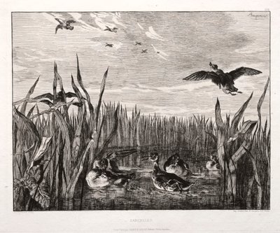 Teals, 1853 tryckt 1864. av Felix Bracquemond