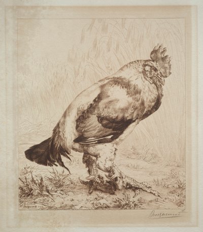 Den gamla hanen av Felix Bracquemond