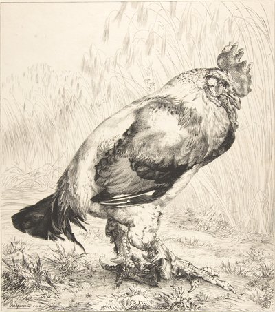 Den gamla hanen, 1882. av Felix Bracquemond