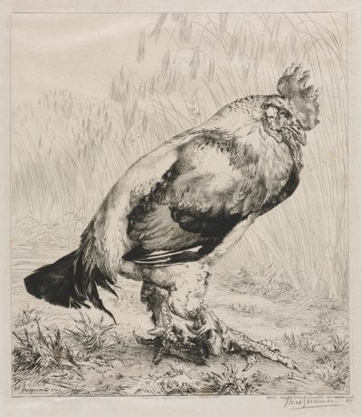 Den gamla hanen, 1882. av Felix Bracquemond