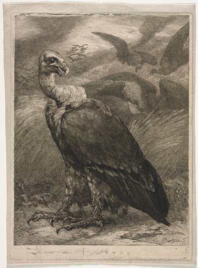 Vulture, 1904. av Felix Bracquemond