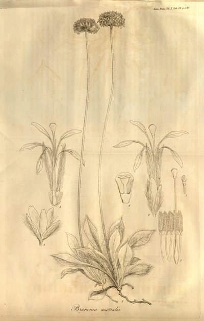 Det här är Tab. 28 från volym X av Transactions of the Linnean Society of London, publicerad 1811 av Ferdinand Bauer