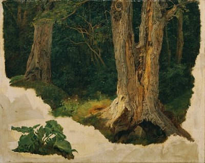 trädstudie av Ferdinand Georg Waldmuller