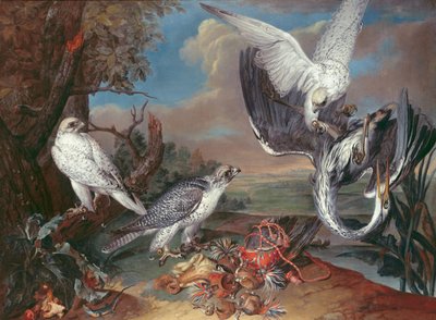 Grønland Cyr Falconsswed av Ferdinand Phillip de Hamilton