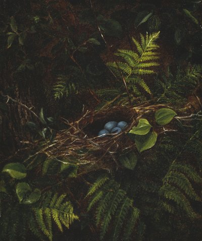 Fågelbo och ormbunkar, 1863 av Fidelia Bridges