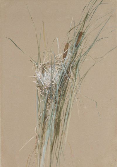 Fågelbo i Cattails, ca. 1875. av Fidelia Bridges