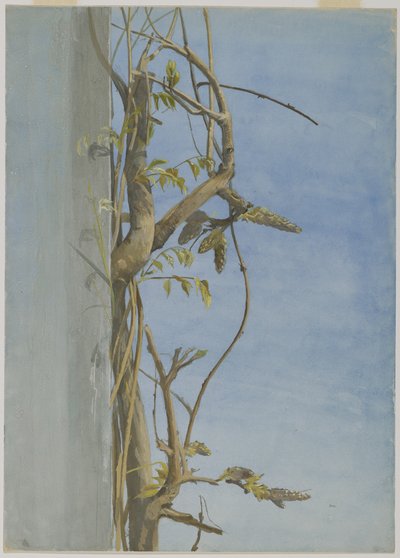Wisteria på en vägg (wc på papper) av Fidelia Bridges