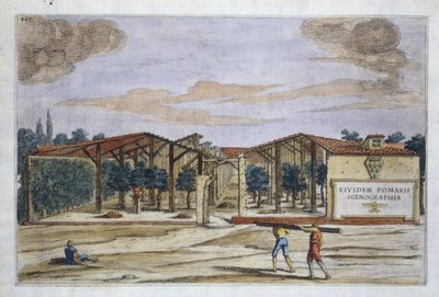 En täckt fruktträdgård, från Hesperides av Giovanni Battista Ferrari, graverad av Camillo Congio (fl.1630), publicerad 1646 (handfärgad gravyr) av Filippo after Gagliardi